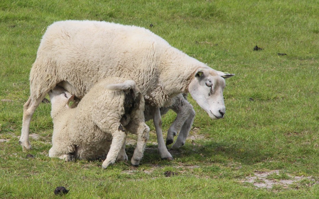 Lammeren bij hun moeder? Dit is de realiteit op de boerderij