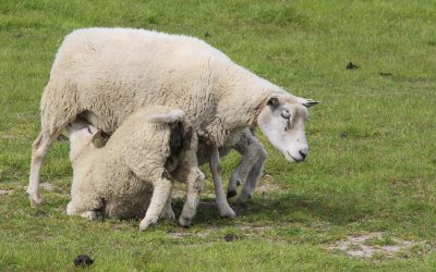 Lammeren bij hun moeder? Dit is de realiteit op de boerderij