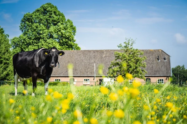 Afbeelding Bij Ons boerderijwinkel & kaasmakerij