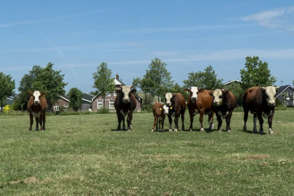Afbeelding Boer Peter