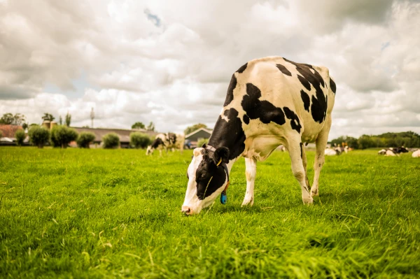 Afbeelding Kaasboerderij De Koepel
